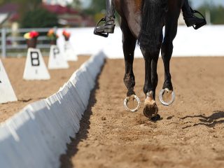 dressage-pop-up-1